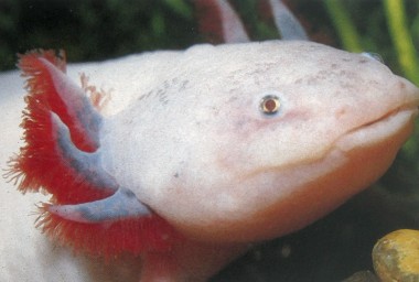 Albinic axolotl