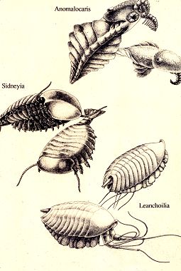 Animals in the Burgess Shale