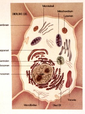 Cell with organelles