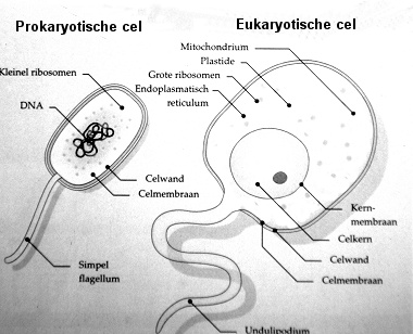 Kinds of cells