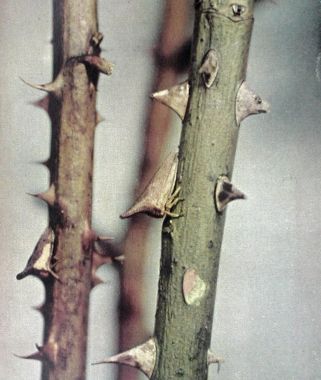 Thorn locust