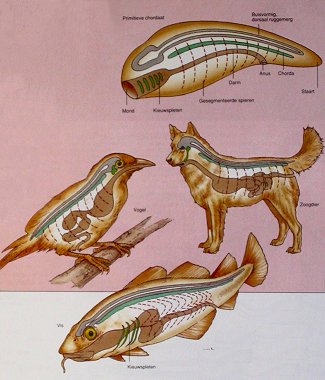 Traits of vertebrates