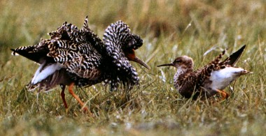 Male and female of the ruff