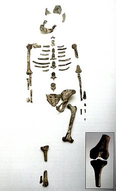 Bones of Lucy
