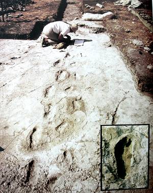 Footprints of Australalopithecus afarensis