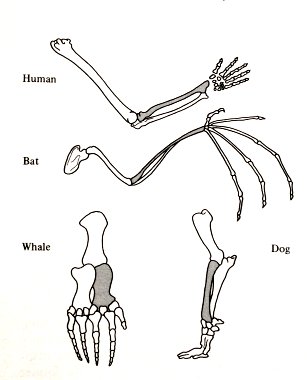 Forelegs of vertebrates