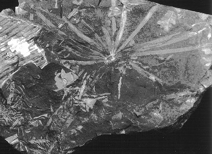 Annularia stellata