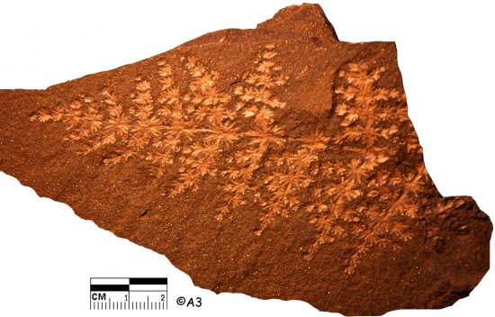 Annularia radiata