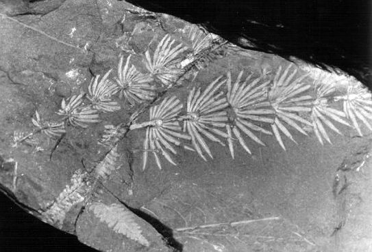Asterophyllites equisetiforme