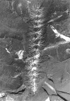 Asterophyllites equisetiforme