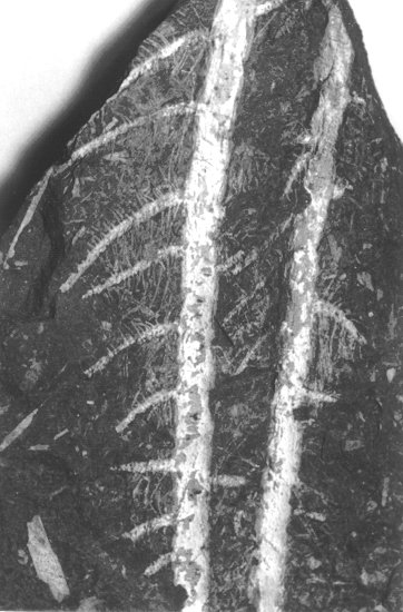 Pinnularia capillacaea