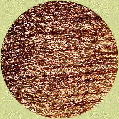 Conifer wood: transverse section 25 x