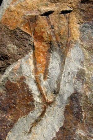Cooksonia pertoni