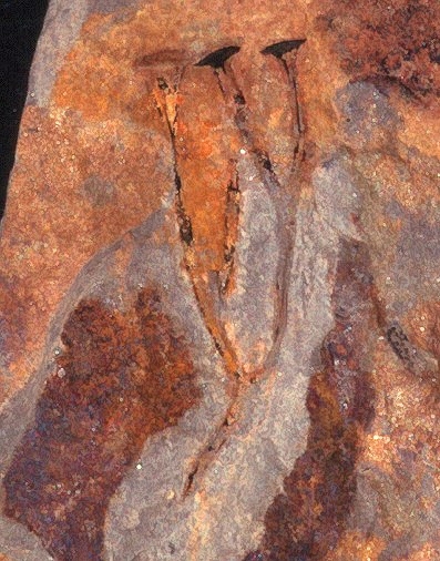 Cooksonia pertoni