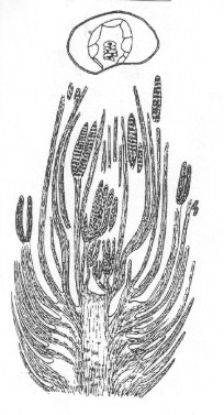 Drawing of a female cone shoot of Cordaites