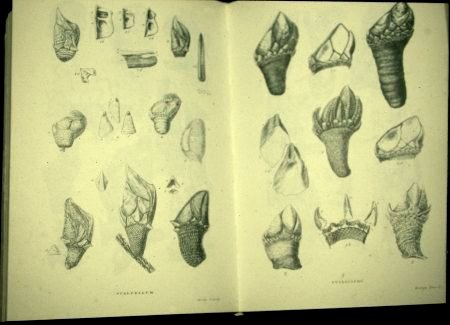 Darwin book on goose barnacles