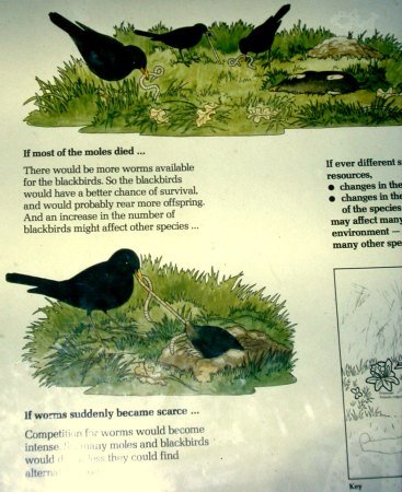 The blackbird and the mole