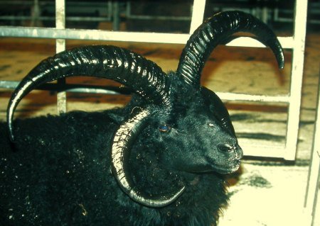 Sheep with four horns