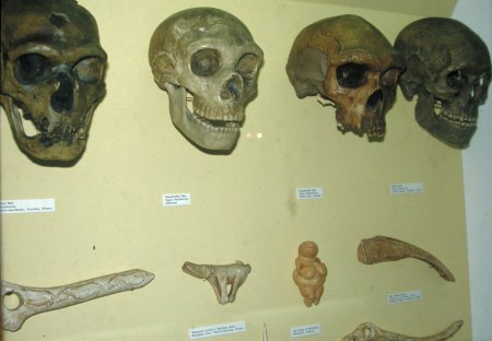 Fossil human skulls