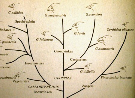 Family tree of Darwin's finches