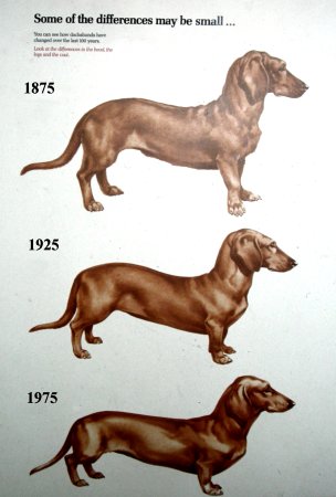 Evolution of the dachshund