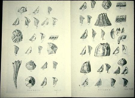 Darwins barnacles book