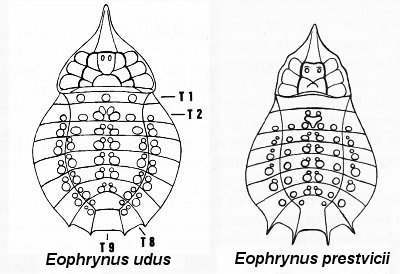 Eophrynus species