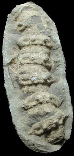 Myriapod from Crockhey 