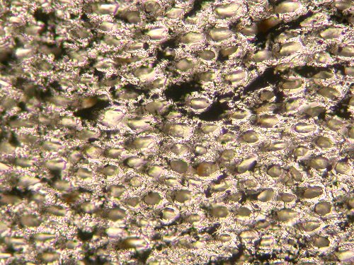 Microphoto of Prototaxites