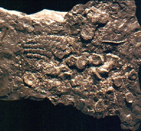 Limb of ichthosaur