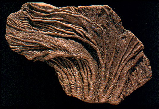 Fossil sea lily
