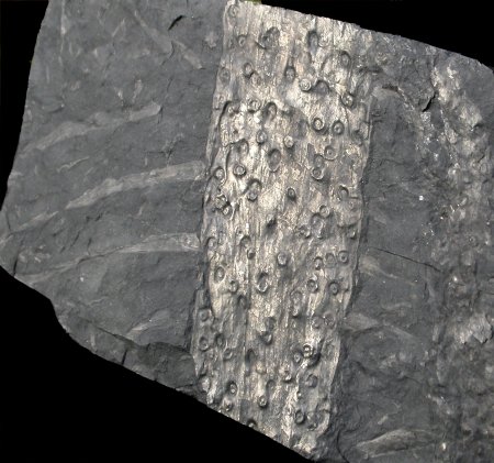 Stigmaria ficoides
