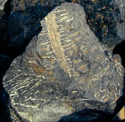 Stigmaria ficoides