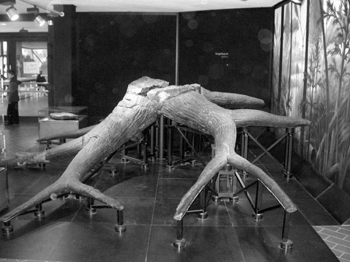 Stigmaria in Museum Osnabr&uuml;ck