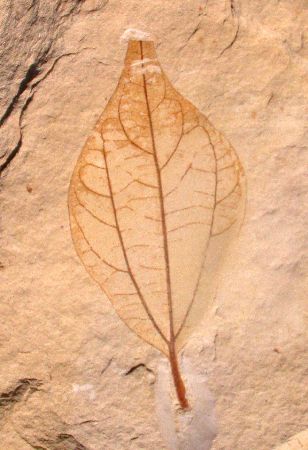 Leaf of Cinnamon