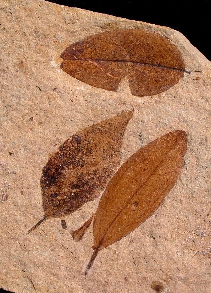 Several leaves