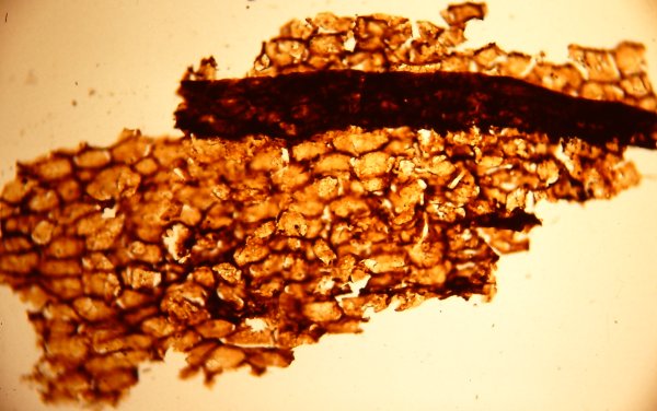 Cuticle of Drepanophycus spinaeformis