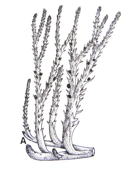 Drepanophycus spinaeformis: reconstruction