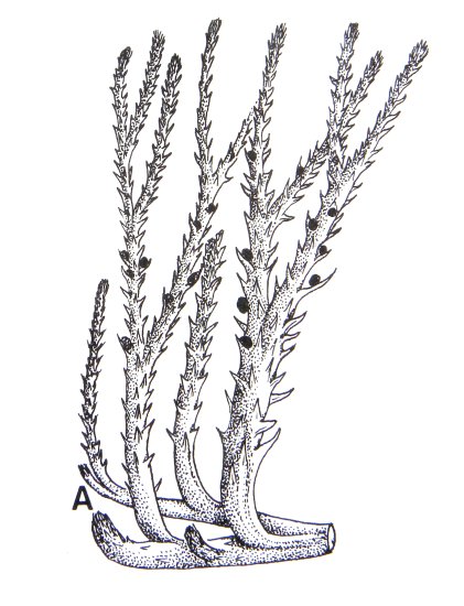 Drepanophycus spinaeformis: reconstructie