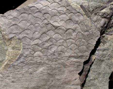 Cuticle of  Eurypterus