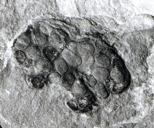 Parka with sporangia