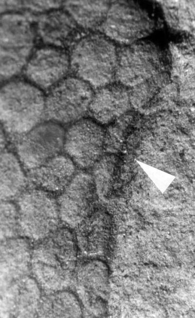 Incomplete sporangia