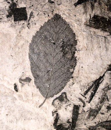 Leaf of a birch tree