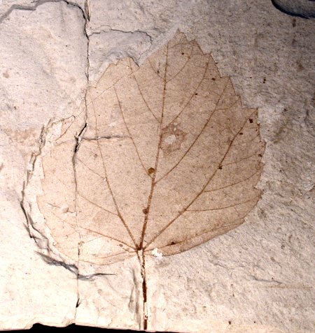 Leaf of a lime tree
