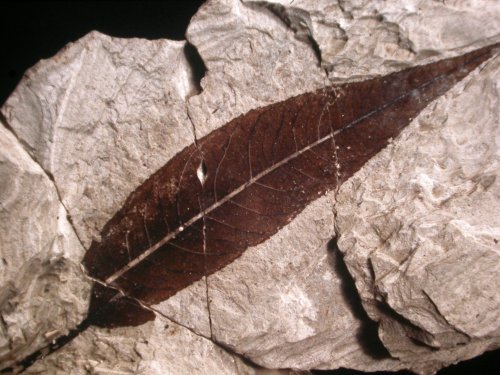 Leaf of a willow tree