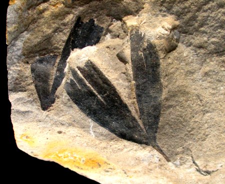 Fossl Ginkgo leaf