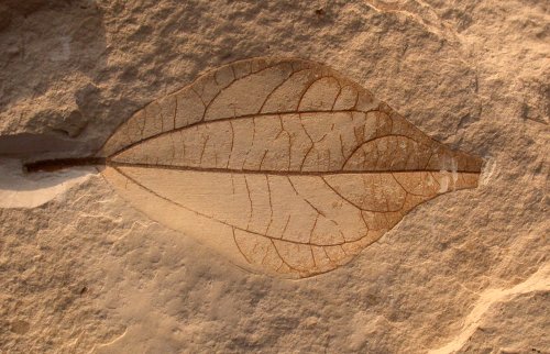 Cinnamon leaf from St. Maime