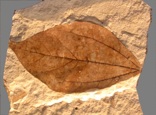 Cinnamon leaf from St. Maime