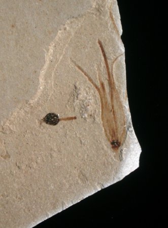 Fossil from St. Maime