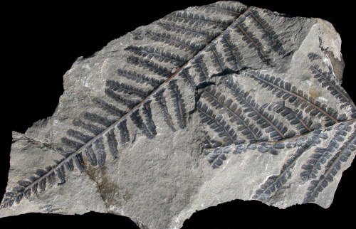 Pecopteris from Manebach